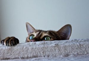 9 Ways to Keep Your Feline Happy and Healthy