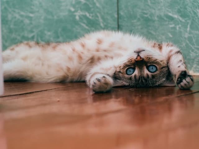 What Is It and What Does It Do to Cats?