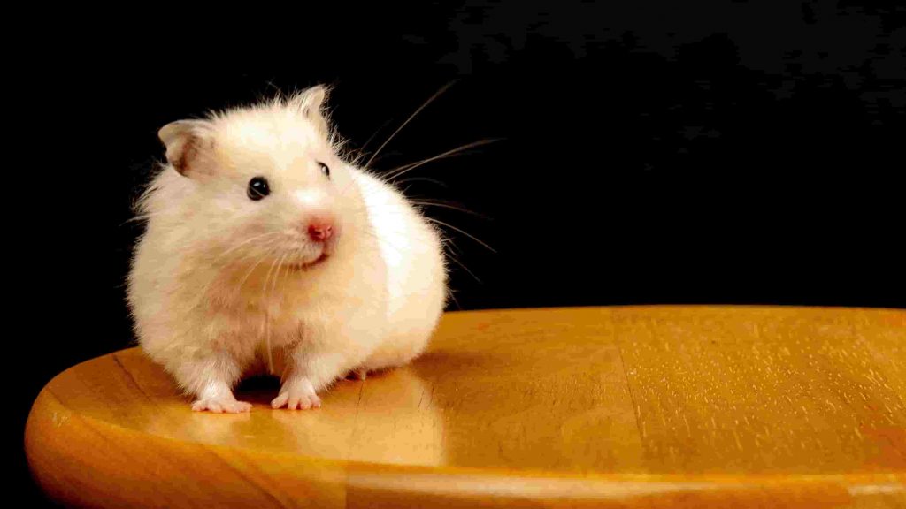 hamsters category